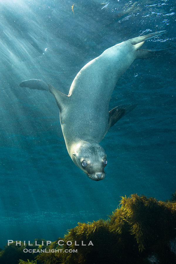 California sea lion, Coronados Islands, Baja California, Mexico., Zalophus californianus, natural history stock photograph, photo id 34596