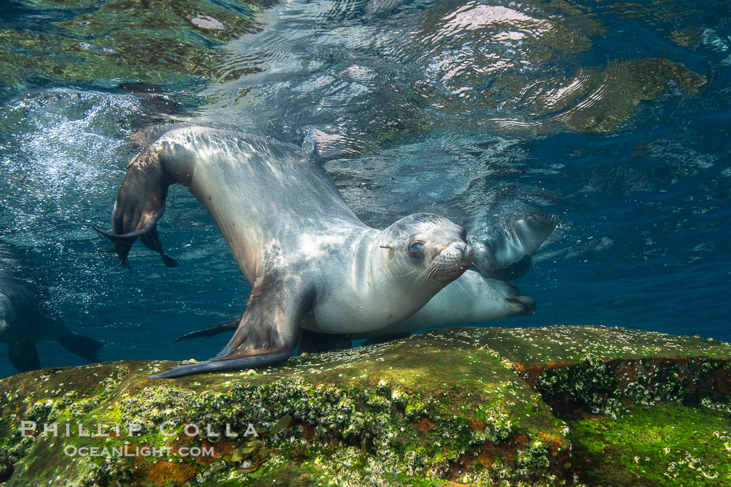 California sea lion, Coronados Islands, Baja California, Mexico., Zalophus californianus, natural history stock photograph, photo id 34591