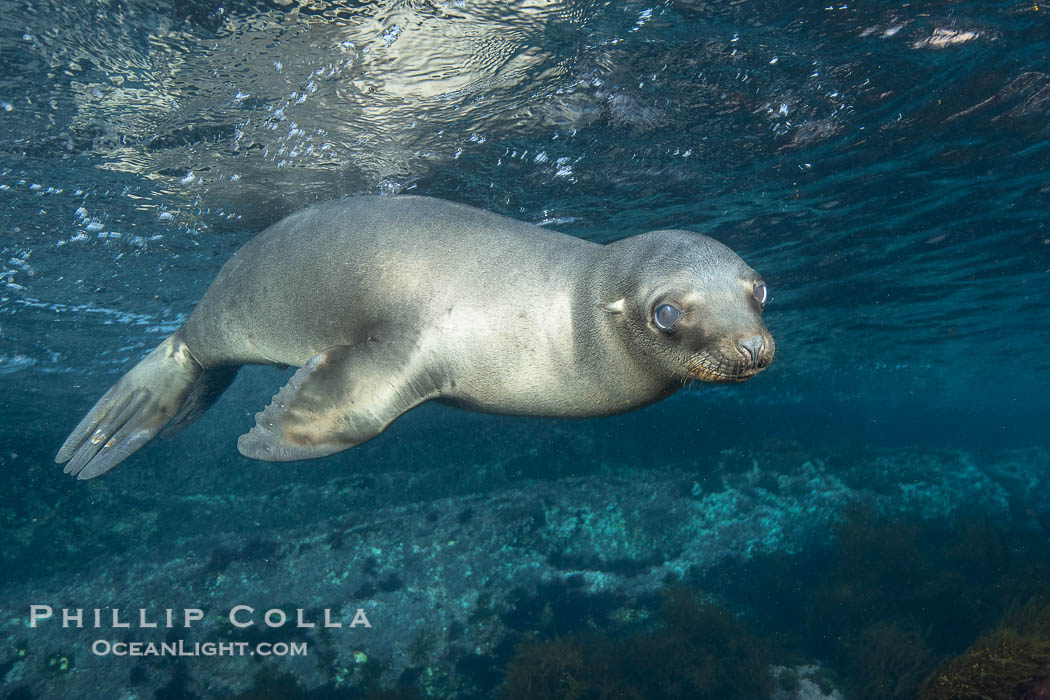 California sea lion, Coronados Islands, Baja California, Mexico., Zalophus californianus, natural history stock photograph, photo id 34595