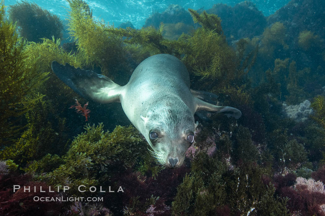 California sea lion, Coronados Islands, Baja California, Mexico. Coronado Islands (Islas Coronado), Zalophus californianus, natural history stock photograph, photo id 34585