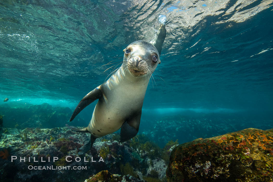 California sea lion, Coronados Islands, Baja California, Mexico. Coronado Islands (Islas Coronado), Zalophus californianus, natural history stock photograph, photo id 34589