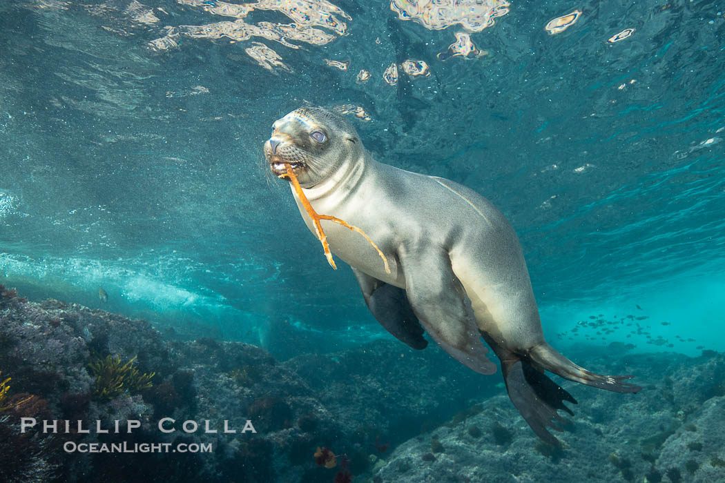 California sea lion, Coronados Islands, Baja California, Mexico., Zalophus californianus, natural history stock photograph, photo id 34593