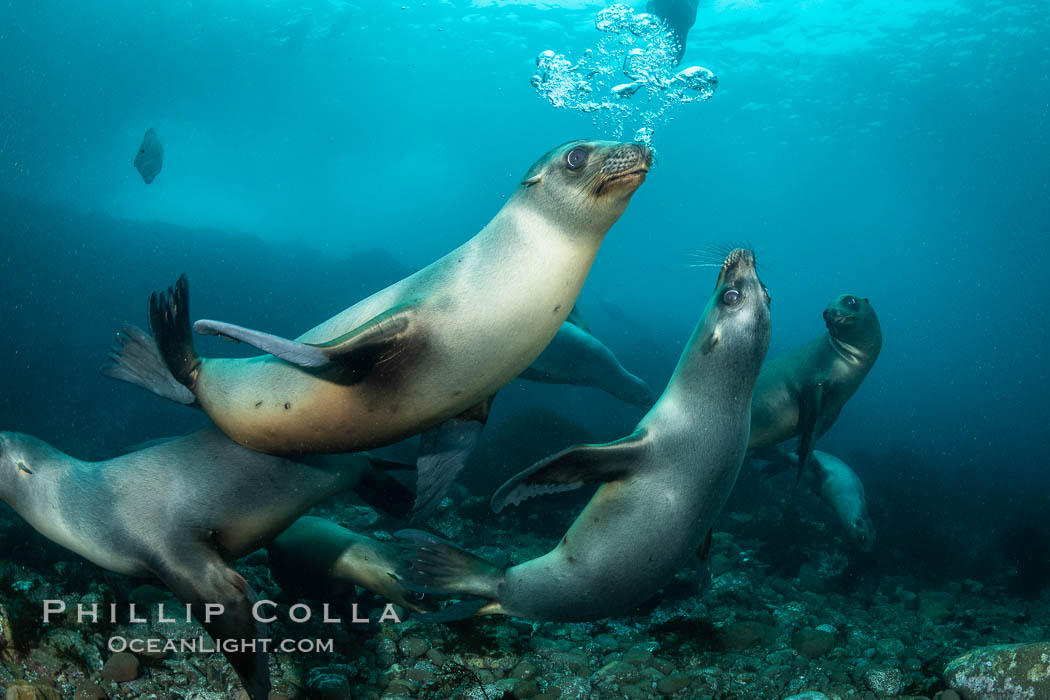 California sea lion, Coronados Islands, Baja California, Mexico. Coronado Islands (Islas Coronado), Zalophus californianus, natural history stock photograph, photo id 35053