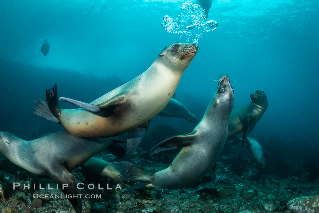 California sea lion, Coronados Islands, Baja California, Mexico, Zalophus californianus, Coronado Islands (Islas Coronado)