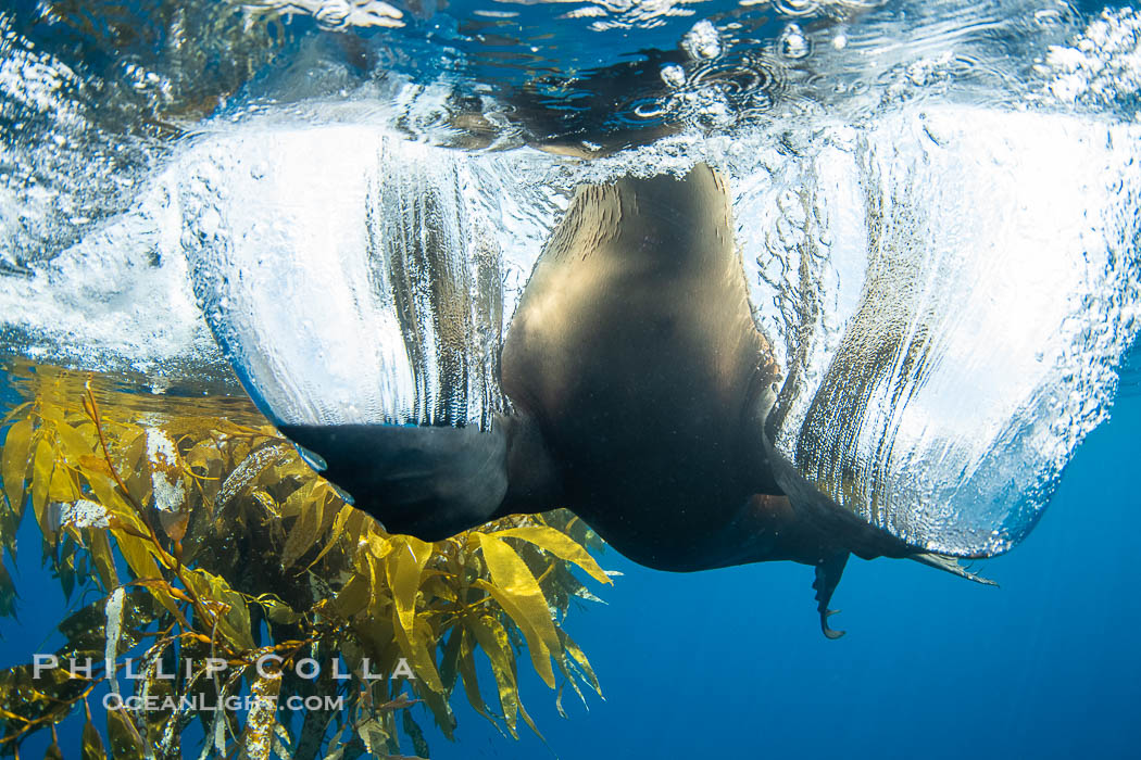 California sea lion on drift kelp paddy, underwater. This adult female California sea lion was hanging out underneath a paddy of drift kelp, well offshore the coastline of San Diego. USA, Zalophus californianus, natural history stock photograph, photo id 38534
