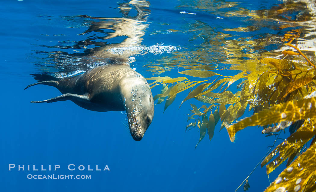 California sea lion on drift kelp paddy, underwater. This adult female California sea lion was hanging out underneath a paddy of drift kelp, well offshore the coastline of San Diego. USA, Zalophus californianus, natural history stock photograph, photo id 38542