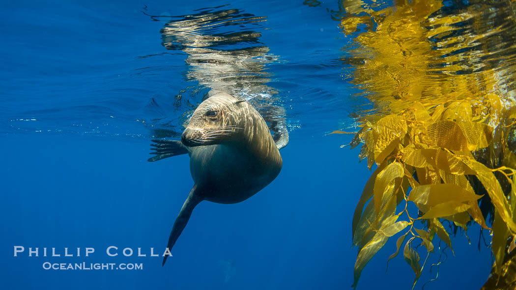 California sea lion on drift kelp paddy, underwater. This adult female California sea lion was hanging out underneath a paddy of drift kelp, well offshore the coastline of San Diego. USA, Zalophus californianus, natural history stock photograph, photo id 38532