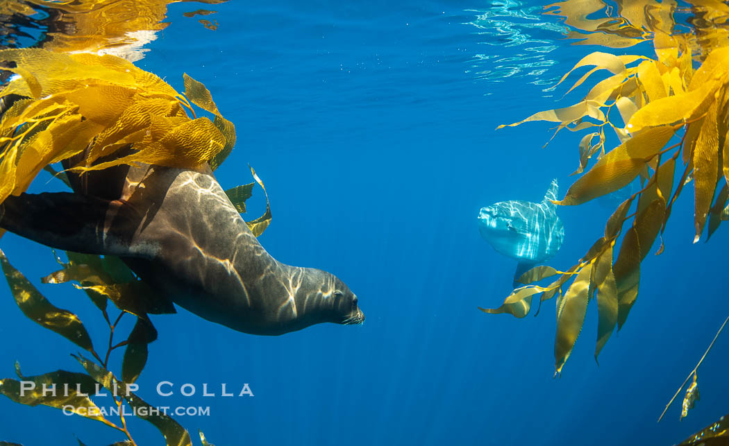 California sea lion watches an ocean sunfish, Mola mola, on drift kelp paddy, underwater. This adult female California sea lion was hanging out underneath a paddy of drift kelp, well offshore the coastline of San Diego. USA, Mola mola, Zalophus californianus, natural history stock photograph, photo id 38536