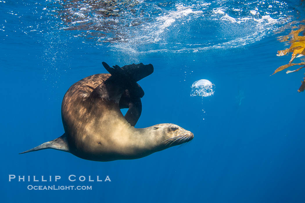 California sea lion on drift kelp paddy, underwater. This adult female California sea lion was hanging out underneath a paddy of drift kelp, well offshore the coastline of San Diego. USA, Zalophus californianus, natural history stock photograph, photo id 38540