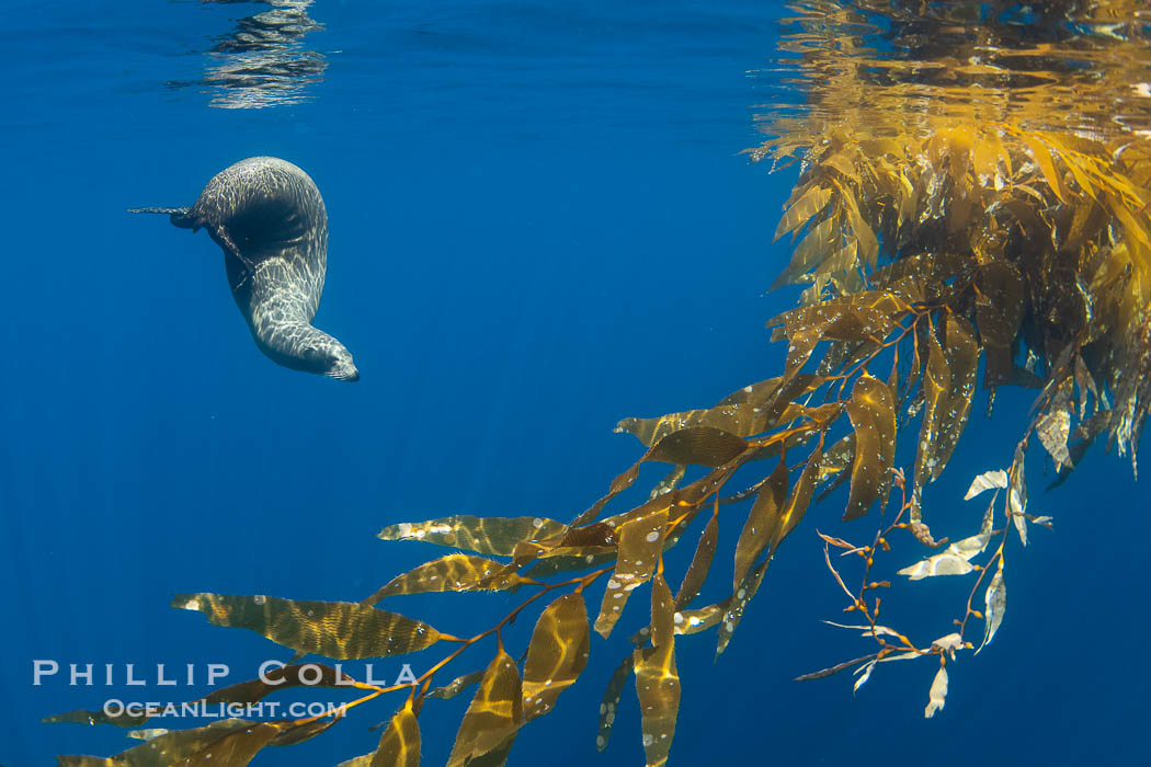 California sea lion resting alongside a drift kelp paddy, underwater. This adult female California sea lion was hanging out underneath a paddy of drift kelp, well offshore the coastline of San Diego. USA, Zalophus californianus, natural history stock photograph, photo id 38535