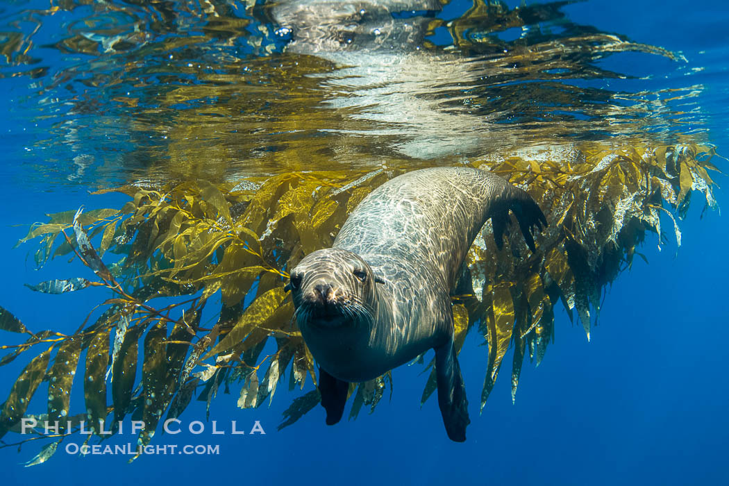 California sea lion on drift kelp paddy, underwater. This adult female California sea lion was hanging out underneath a paddy of drift kelp, well offshore the coastline of San Diego. USA, Zalophus californianus, natural history stock photograph, photo id 38543