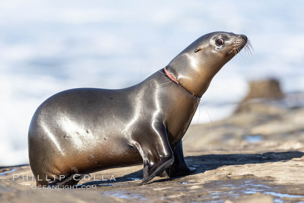 California sea lion entangled in fishing line, deep laceration around neck, Point La Jolla, Zalophus californianus California sea lion entangled in fishing line, deep laceration around neck, Point La Jolla, Zalophus californianus