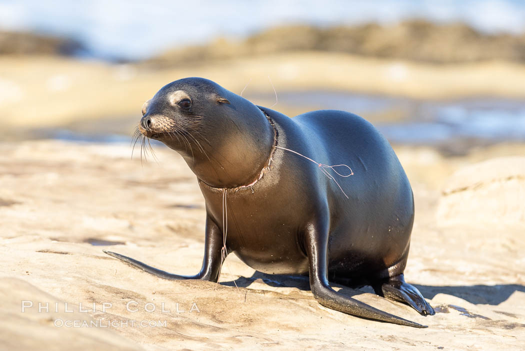 California sea lion entangled in fishing line, deep laceration around neck, Point La Jolla. USA, Zalophus californianus, natural history stock photograph, photo id 37838