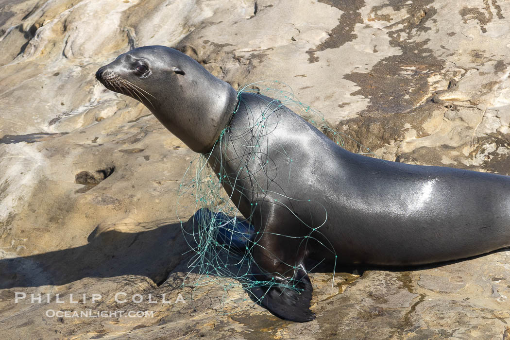 California sea lion entangled in fishing line, deep laceration around neck, Point La Jolla. USA, natural history stock photograph, photo id 39054
