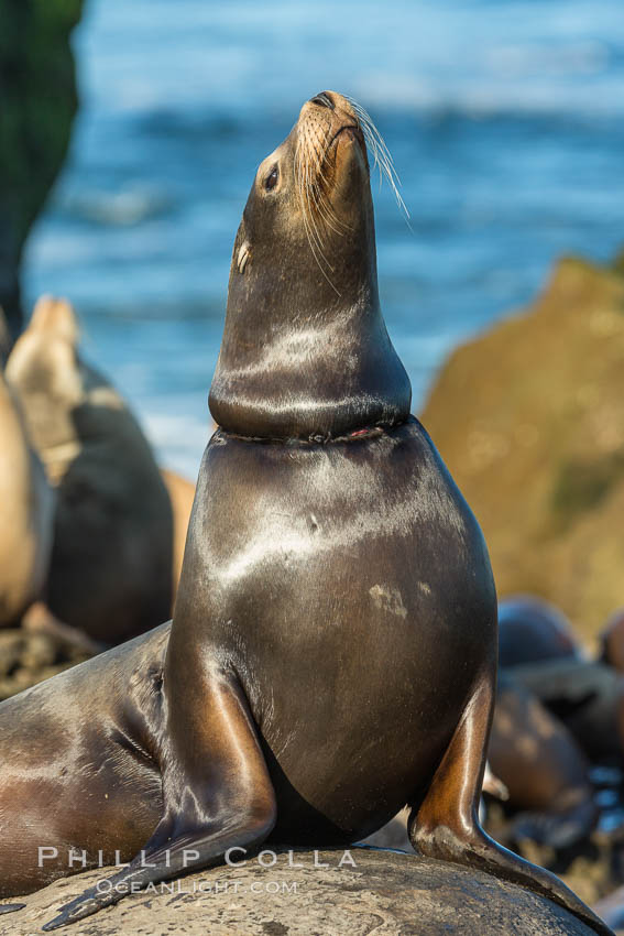 California sea lion entangled in fishing line, La Jolla. USA, Zalophus californianus, natural history stock photograph, photo id 34278