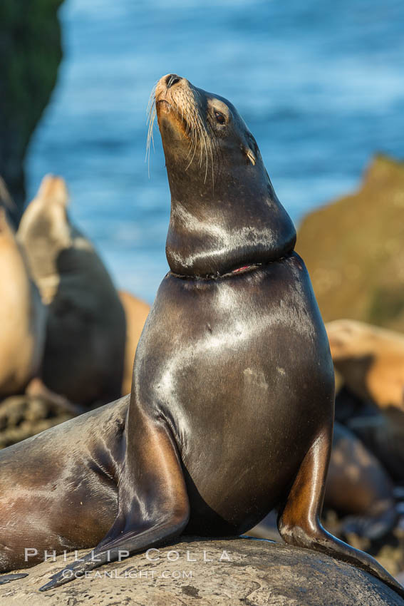 California sea lion entangled in fishing line, La Jolla. USA, Zalophus californianus, natural history stock photograph, photo id 34307