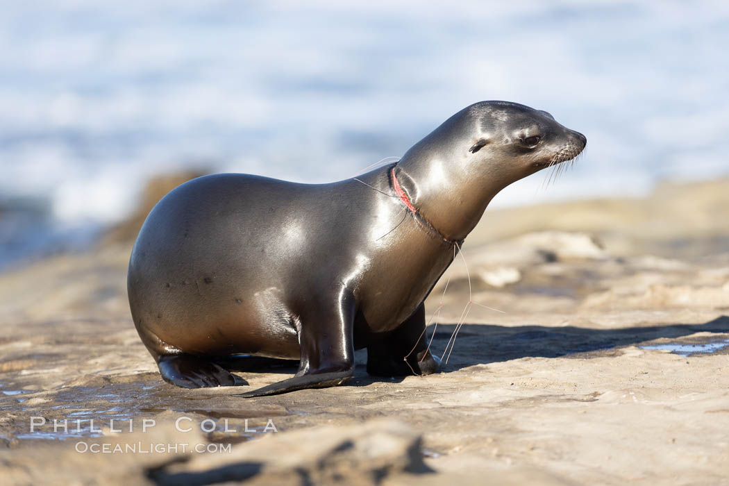 California sea lion entangled in fishing line, deep laceration around neck, Point La Jolla. USA, Zalophus californianus, natural history stock photograph, photo id 37831