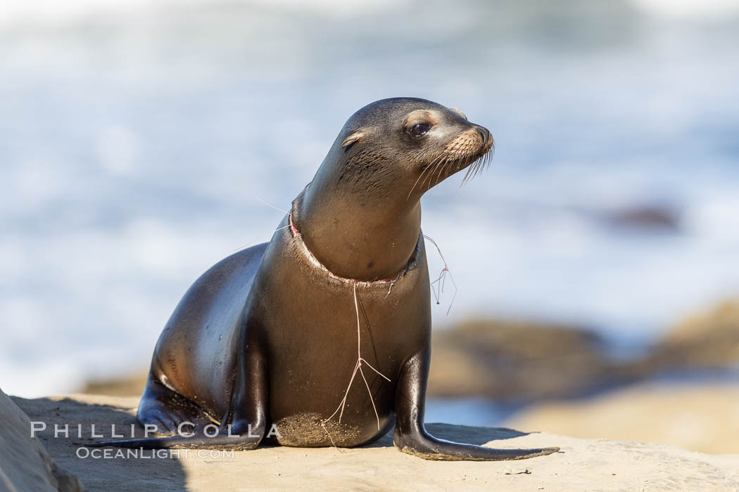 California sea lion entangled in fishing line, deep laceration around neck, Point La Jolla. USA, Zalophus californianus, natural history stock photograph, photo id 37839