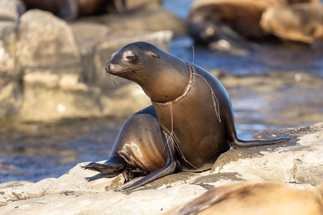 California sea lion entangled in fishing line, deep laceration around neck, Point La Jolla. USA, Zalophus californianus, natural history stock photograph, photo id 37833