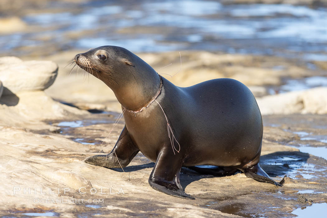 California sea lion entangled in fishing line, deep laceration around neck, Point La Jolla. USA, Zalophus californianus, natural history stock photograph, photo id 37837