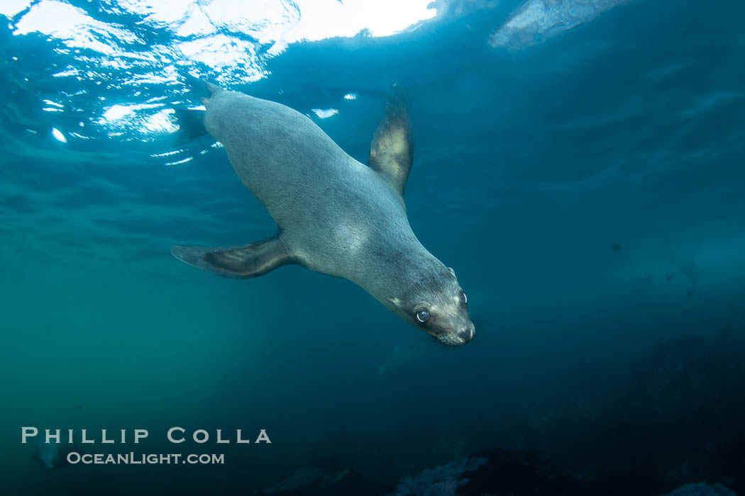 California sea lion hanging upside-down underwater, watching the photographer, Baja California, Mexico. Coronado Islands (Islas Coronado), Zalophus californianus, natural history stock photograph, photo id 38570