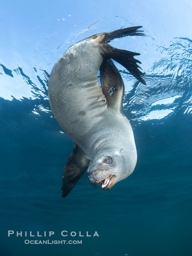 California sea lion hanging upside-down underwater, watching the photographer, Baja California, Mexico. Coronado Islands (Islas Coronado), Zalophus californianus, natural history stock photograph, photo id 38560