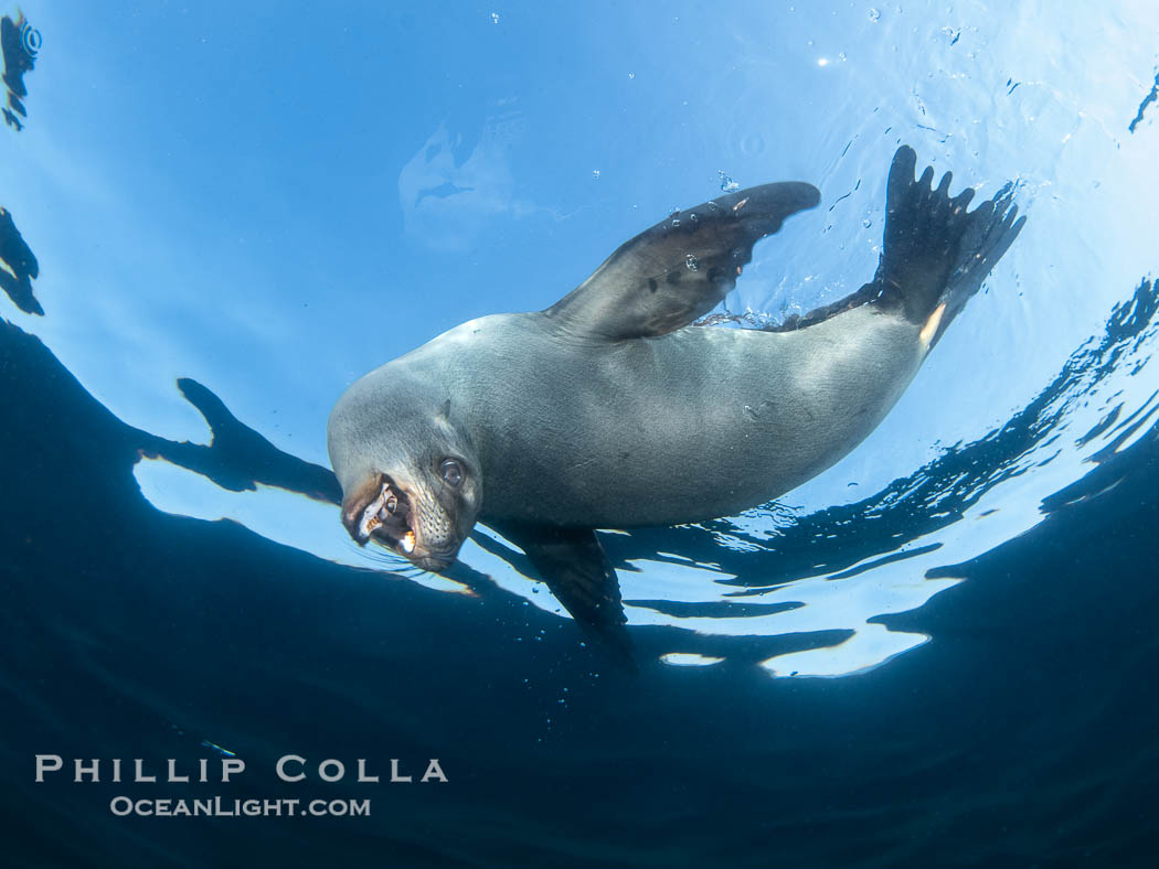 California sea lion hanging upside-down underwater, watching the photographer, Baja California, Mexico., Zalophus californianus, natural history stock photograph, photo id 38568