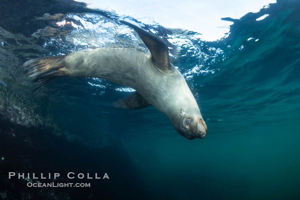 California sea lion hanging upside-down underwater, watching the photographer, Baja California, Mexico., Zalophus californianus, natural history stock photograph, photo id 38569