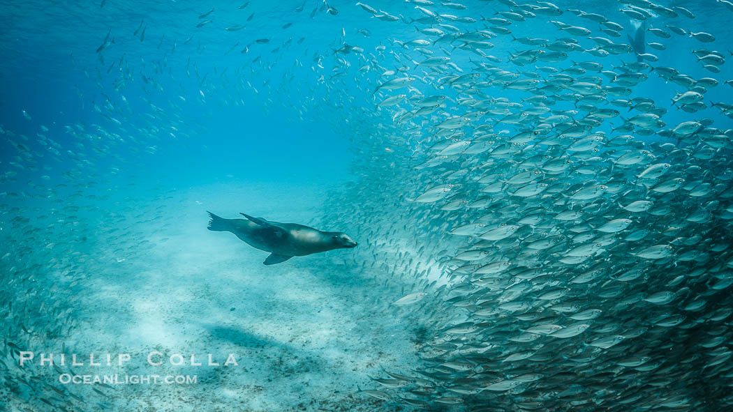 California Sea Lion Hunts in a School of Scad Fish, Sea of Cortez., natural history stock photograph, photo id 32598
