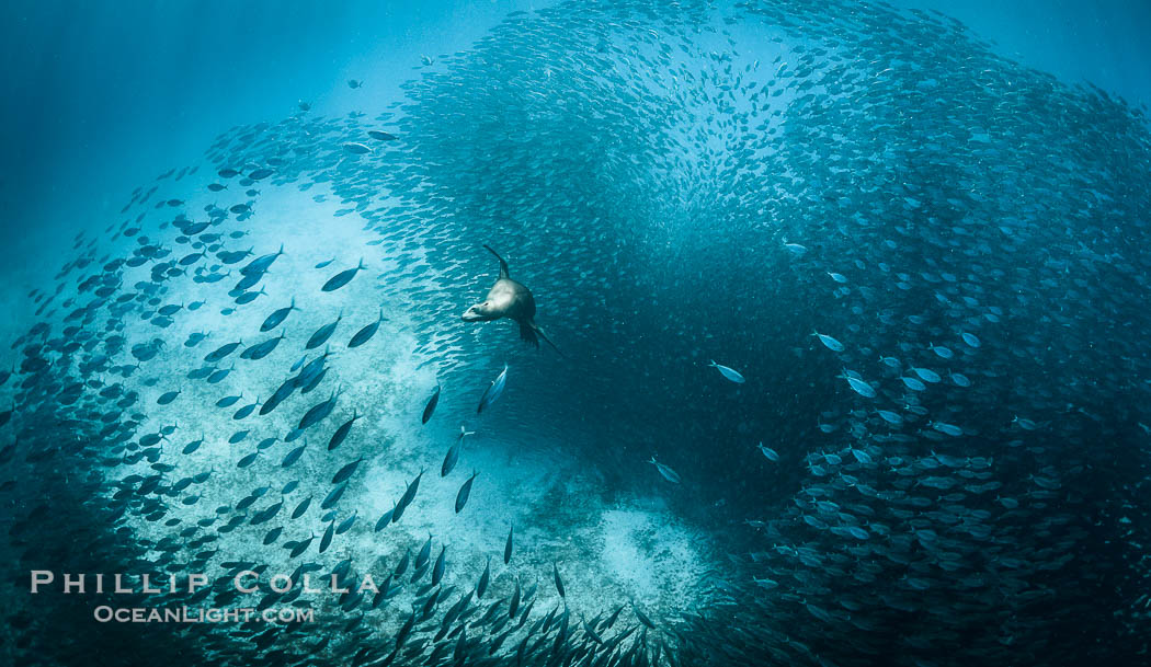 California Sea Lion Hunts in a School of Scad Fish, Sea of Cortez., natural history stock photograph, photo id 32606