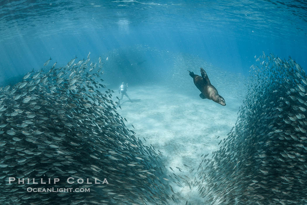 California Sea Lion Hunts in a School of Scad Fish, Sea of Cortez., natural history stock photograph, photo id 32599