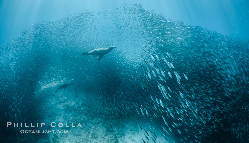 California Sea Lion Hunts in a School of Scad Fish, Sea of Cortez., natural history stock photograph, photo id 32603