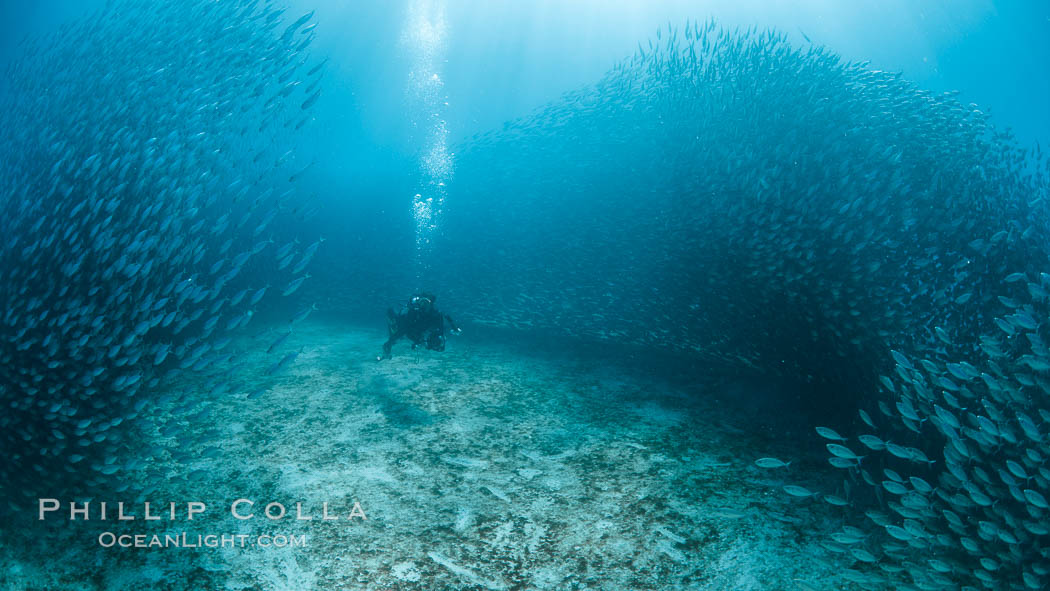 California Sea Lion Hunts in a School of Scad Fish, Sea of Cortez. Baja California, Mexico, natural history stock photograph, photo id 32601