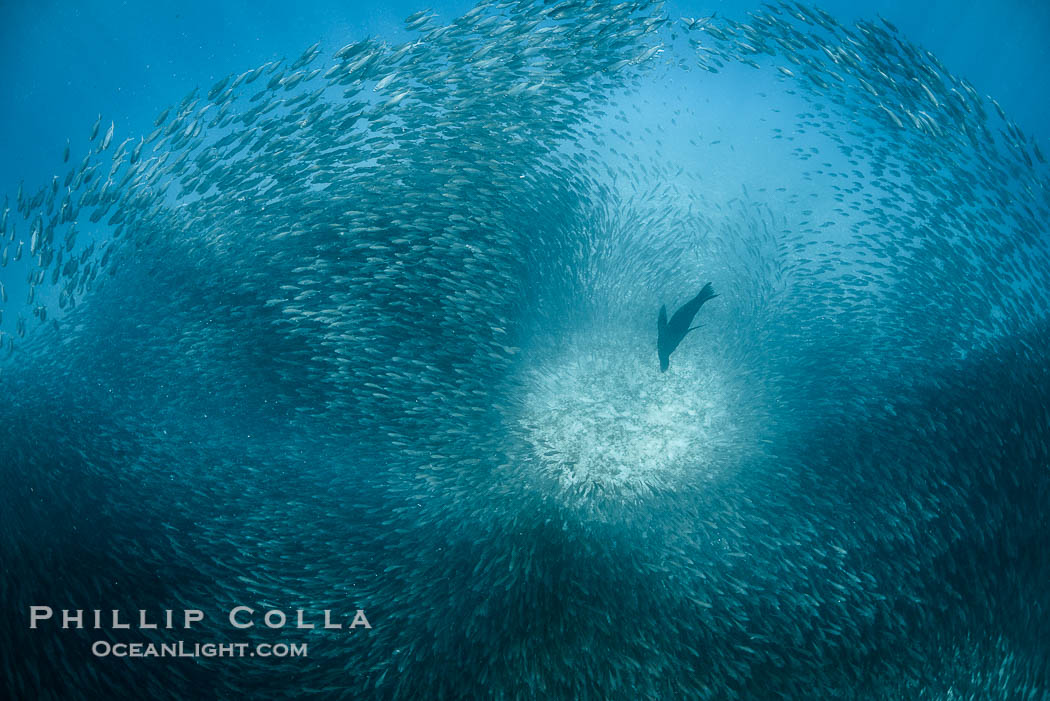 California Sea Lion Hunts in a School of Scad Fish, Sea of Cortez., natural history stock photograph, photo id 32605