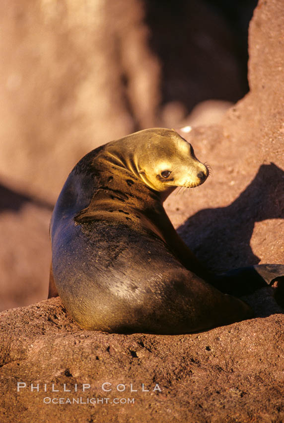 California sea lion, Sea of Cortez., Zalophus californianus, natural history stock photograph, photo id 00962