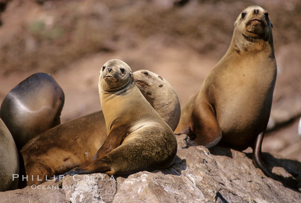 California sea lions, Coronado Islands. Coronado Islands (Islas Coronado), Baja California, Mexico, Zalophus californianus, natural history stock photograph, photo id 02934