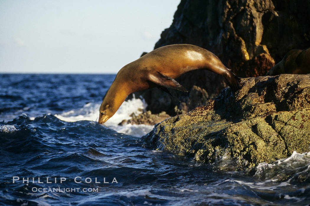 California sea lion, Sea of Cortez., Zalophus californianus, natural history stock photograph, photo id 03054