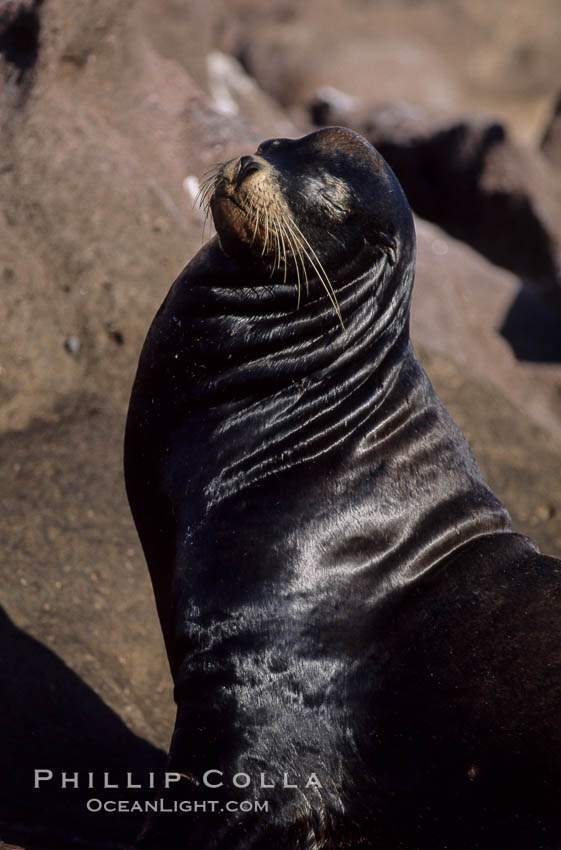 California sea lions, adult male, Los Islotes., Zalophus californianus, natural history stock photograph, photo id 04758