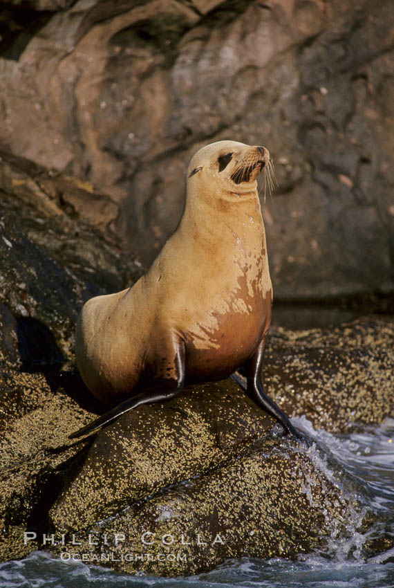 California sea lion, Baja California., Zalophus californianus, natural history stock photograph, photo id 05022