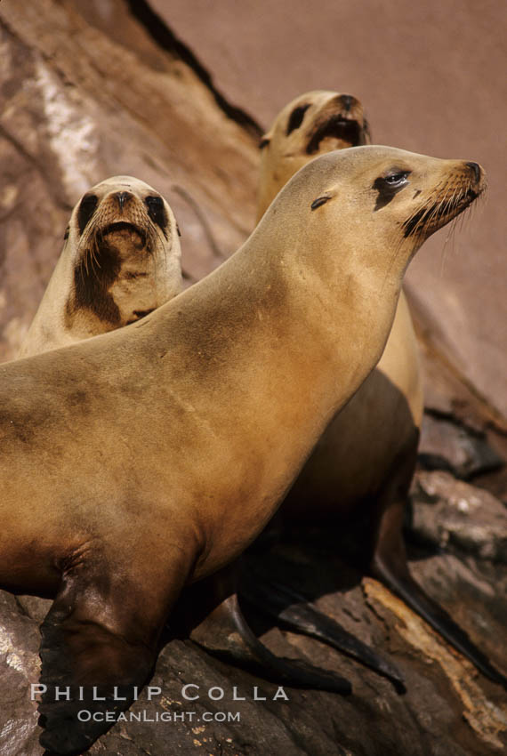 California sea lions, hauled out at rookery/colony, Baja California., Zalophus californianus, natural history stock photograph, photo id 05026