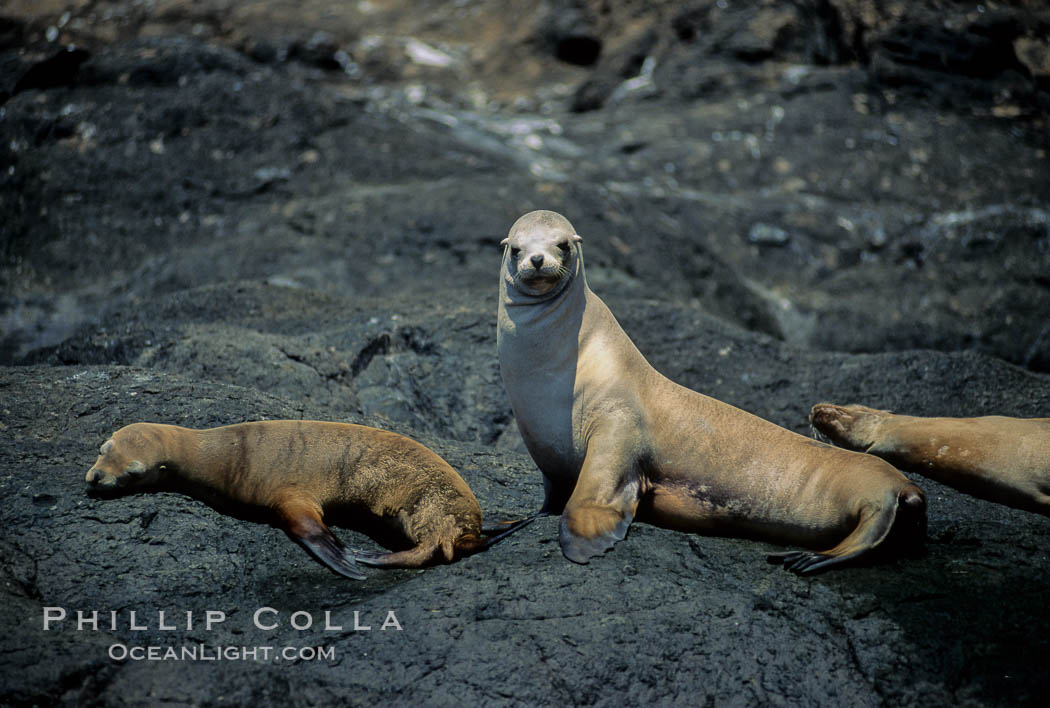 California sea lions, Baja California., Zalophus californianus, natural history stock photograph, photo id 05030