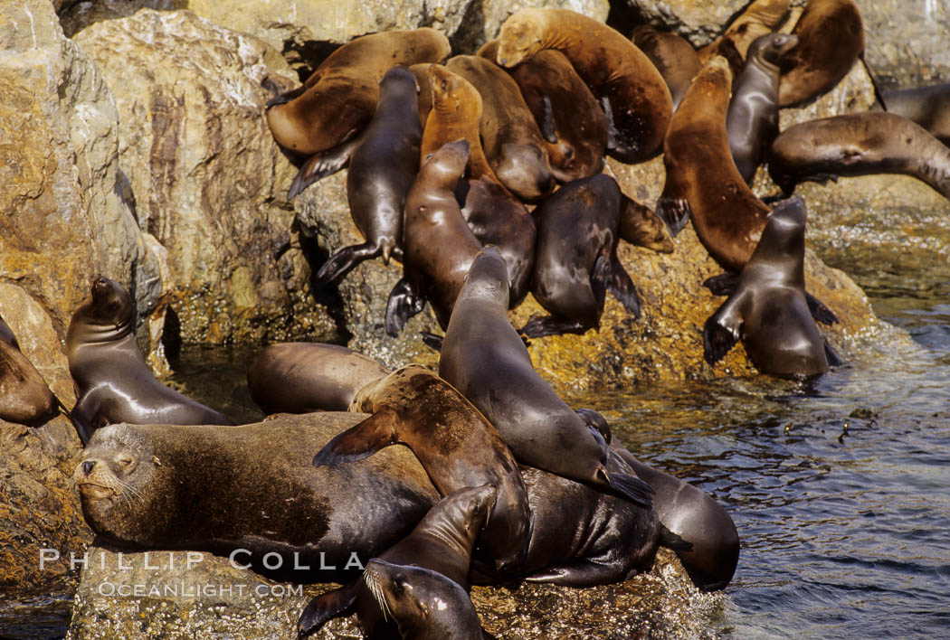 California sea lions, hauled out at rookery/colony, Baja California., Zalophus californianus, natural history stock photograph, photo id 05034
