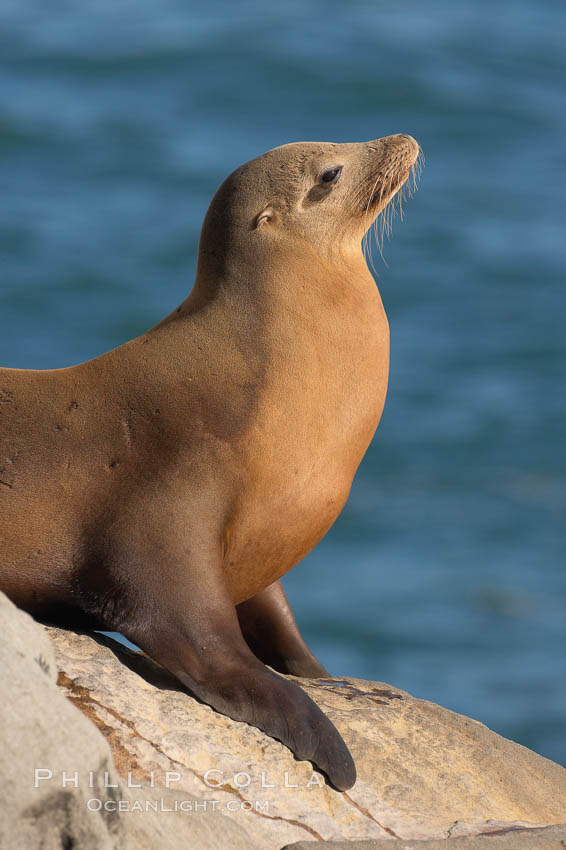 California sea lion. La Jolla, USA, Zalophus californianus, natural history stock photograph, photo id 18542
