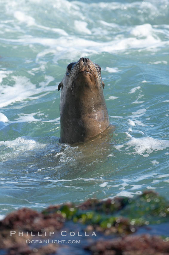 California sea lion. La Jolla, USA, Zalophus californianus, natural history stock photograph, photo id 18546