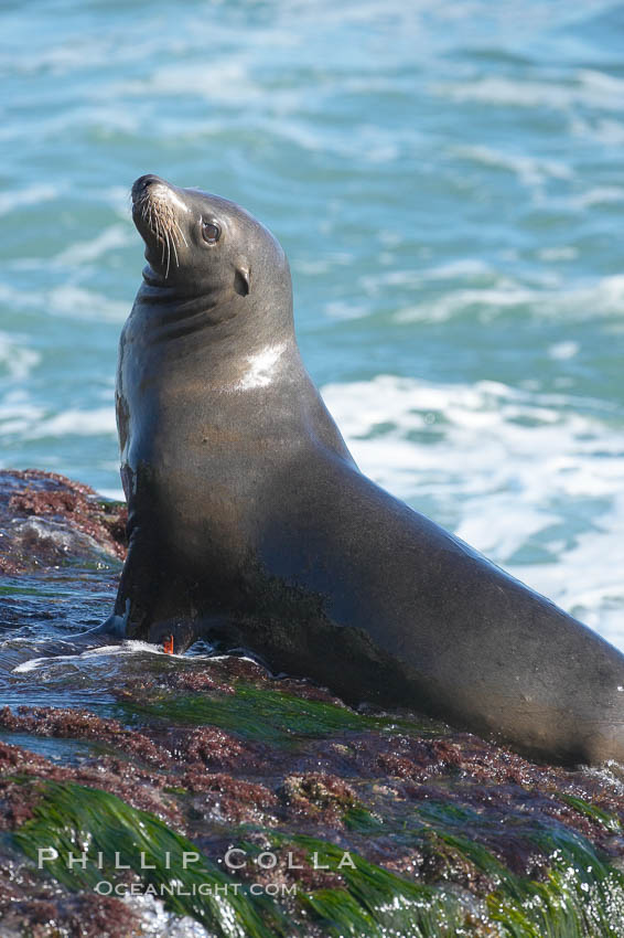 California sea lion. La Jolla, USA, Zalophus californianus, natural history stock photograph, photo id 18554