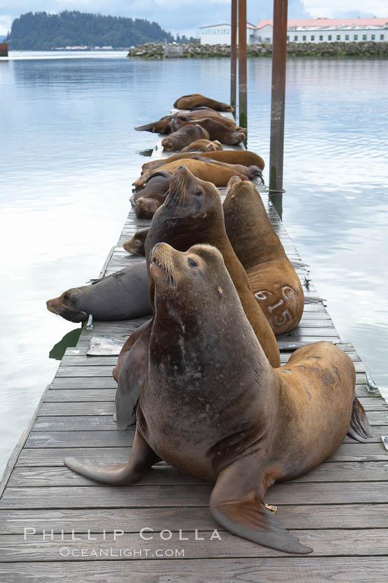 Sea lions hauled out on public docks in Astoria's East Mooring Basin.  This bachelor colony of adult males takes up residence for several weeks in late summer on public docks in Astoria after having fed upon migrating salmon in the Columbia River.  The sea lions can damage or even sink docks and some critics feel that they cost the city money in the form of lost dock fees. Oregon, USA, Zalophus californianus, natural history stock photograph, photo id 19422