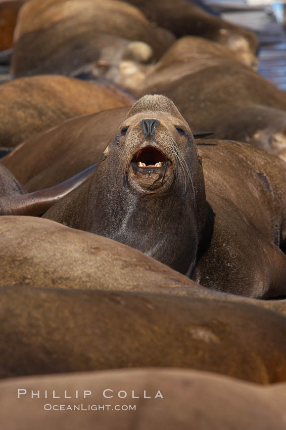 Sea lions hauled out on public docks in Astoria's East Mooring Basin.  This bachelor colony of adult males takes up residence for several weeks in late summer on public docks in Astoria after having fed upon migrating salmon in the Columbia River.  The sea lions can damage or even sink docks and some critics feel that they cost the city money in the form of lost dock fees. Oregon, USA, Zalophus californianus, natural history stock photograph, photo id 19426