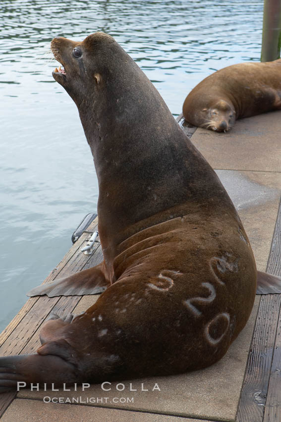 A bull sea lion shows a brand burned into its hide by the Oregon Department of Fish and Wildlife, to monitor it from season to season as it travels between California, Oregon and Washington.  Some California sea lions, such as this one C-520, prey upon migrating salmon that gather in the downstream waters and fish ladders of Bonneville Dam on the Columbia River.  The "C" in its brand denotes Columbia River. These  sea lions also form bachelor colonies that haul out on public docks in Astoria's East Mooring Basin and elsewhere, where they can damage or even sink docks. USA, Zalophus californianus, natural history stock photograph, photo id 19434