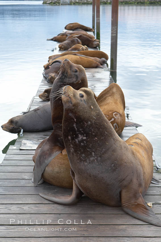 Sea lions hauled out on public docks in Astoria's East Mooring Basin.  This bachelor colony of adult males takes up residence for several weeks in late summer on public docks in Astoria after having fed upon migrating salmon in the Columbia River.  The sea lions can damage or even sink docks and some critics feel that they cost the city money in the form of lost dock fees. Oregon, USA, Zalophus californianus, natural history stock photograph, photo id 19442