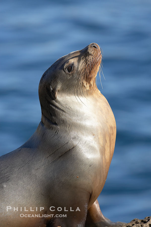 California sea lion hauled out on rocks beside the ocean., Zalophus californianus, natural history stock photograph, photo id 19974
